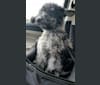 Cooper, a Poodle (Standard) tested with EmbarkVet.com