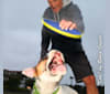 Kobe, a Bulldog and American Pit Bull Terrier mix tested with EmbarkVet.com
