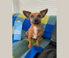 Photo of Ylana, a Russell-type Terrier mix in Amsterdam, Noord-Holland, Nederland