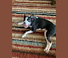 Demi, a Staffordshire Terrier and Border Collie mix tested with EmbarkVet.com