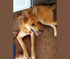 Melanie, a German Shepherd Dog and Akita mix tested with EmbarkVet.com