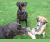 Reba, a Labrador Retriever and Cocker Spaniel mix tested with EmbarkVet.com