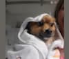 Bear, a Pomeranian tested with EmbarkVet.com