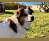 Photo of Cooper, an Australian Cattle Dog, Shih Tzu, Beagle, Akita, Shetland Sheepdog, and Mixed mix in Bethel, Vermont, USA