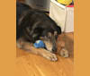 Marcus, a Golden Retriever and German Shepherd Dog mix tested with EmbarkVet.com