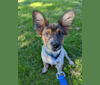 Luka, an Australian Cattle Dog and Chihuahua mix tested with EmbarkVet.com