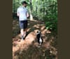 Photo of Franklin, a Labrador Retriever, Australian Shepherd, German Shepherd Dog, Pekingese, Poodle (Standard), and Mixed mix in Bridgeport, Connecticut, USA