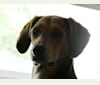 Maizy, an American Foxhound and Golden Retriever mix tested with EmbarkVet.com