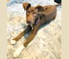 Photo of Maisie, an American Pit Bull Terrier, American Staffordshire Terrier, and Siberian Husky mix in Greenwood, South Carolina, USA