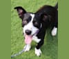 Truman, a Chihuahua and Labrador Retriever mix tested with EmbarkVet.com