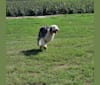 Agnes, an Old English Sheepdog tested with EmbarkVet.com