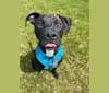 Zeuss, an American Pit Bull Terrier and Boxer mix tested with EmbarkVet.com
