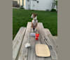 Heinz, an Italian Greyhound and Dalmatian mix tested with EmbarkVet.com