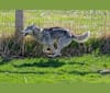 Chase, a Siberian Husky tested with EmbarkVet.com