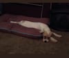 Hondo, a Labrador Retriever and American Pit Bull Terrier mix tested with EmbarkVet.com