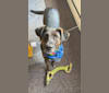 Teddy, a Beagle and Labrador Retriever mix tested with EmbarkVet.com