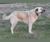 Pasha, an Anatolian Shepherd Dog tested with EmbarkVet.com