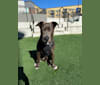 Kai, an American Pit Bull Terrier and Labrador Retriever mix tested with EmbarkVet.com