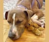 Morty, an American Pit Bull Terrier and American Staffordshire Terrier mix tested with EmbarkVet.com