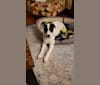 Photo of Oliver, a Great Pyrenees, Anatolian Shepherd Dog, Border Collie, and German Shepherd Dog mix in California, USA