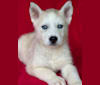 KHIONE, a Siberian Husky tested with EmbarkVet.com