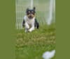 Bode, a Rat Terrier tested with EmbarkVet.com