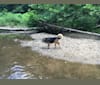Photo of Sophie, a German Shepherd Dog, Australian Shepherd, American Eskimo Dog, Treeing Walker Coonhound, American Foxhound, and Australian Cattle Dog mix in Ridgefield, Connecticut, USA