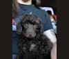 Rusty, a Poodle (Small) tested with EmbarkVet.com