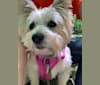 Lola, a Cairn Terrier tested with EmbarkVet.com