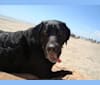 Lola, a Labrador Retriever and Neapolitan Mastiff mix tested with EmbarkVet.com