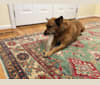 Scotchie, a Siberian Husky and German Shepherd Dog mix tested with EmbarkVet.com