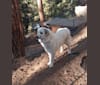 Photo of Pearl, a Great Pyrenees  in Livermore, Colorado, USA