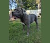 Left Brain, an American Bully and American Bulldog mix tested with EmbarkVet.com