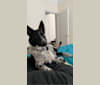 Daffy, an Australian Shepherd and Australian Cattle Dog mix tested with EmbarkVet.com