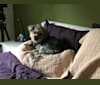 Lexi, a Yorkshire Terrier and Pomeranian mix tested with EmbarkVet.com