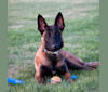Kygo, a Belgian Shepherd tested with EmbarkVet.com