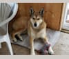 Nukka, an Alaskan-type Husky and German Shepherd Dog mix tested with EmbarkVet.com