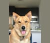Leo, a Siberian Husky and German Shepherd Dog mix tested with EmbarkVet.com