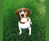 Theo, a Beagle and Basset Hound mix tested with EmbarkVet.com