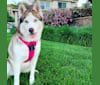 Penny, a Siberian Husky and Alaskan Malamute mix tested with EmbarkVet.com
