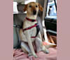 Lily, a Golden Retriever and Labrador Retriever mix tested with EmbarkVet.com