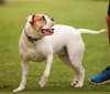 Kobe, a Bulldog and American Pit Bull Terrier mix tested with EmbarkVet.com