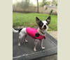 Layla, a Chihuahua tested with EmbarkVet.com