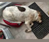 Bounce, a German Shepherd Dog and Golden Retriever mix tested with EmbarkVet.com
