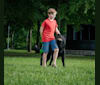 Kohnen Von Klugh, a German Shepherd Dog tested with EmbarkVet.com