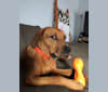 Tucker, a Rottweiler and Boxer mix tested with EmbarkVet.com