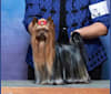 Tito, a Yorkshire Terrier tested with EmbarkVet.com