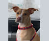 Apollo, a Boston Terrier and Chihuahua mix tested with EmbarkVet.com