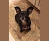 Photo of Laney, a Chihuahua, Dachshund, Rat Terrier, and Mixed mix in Fairview, Texas, USA