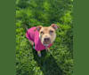 Honey, an American Pit Bull Terrier and American Bulldog mix tested with EmbarkVet.com
